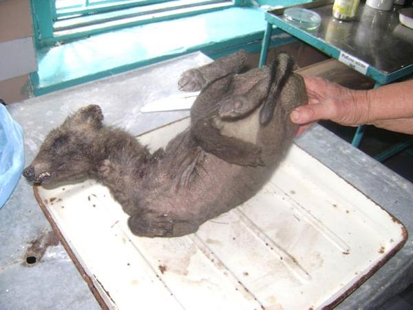 Tvora nedokázal identifikovat ani místní veterinář, foto englishrussia.com 
