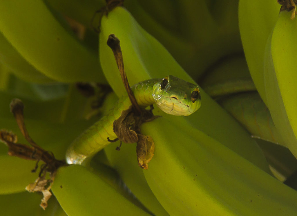 Hadi a banány: Smrtící kombinace, nebo pověra? Foto: steemit.com