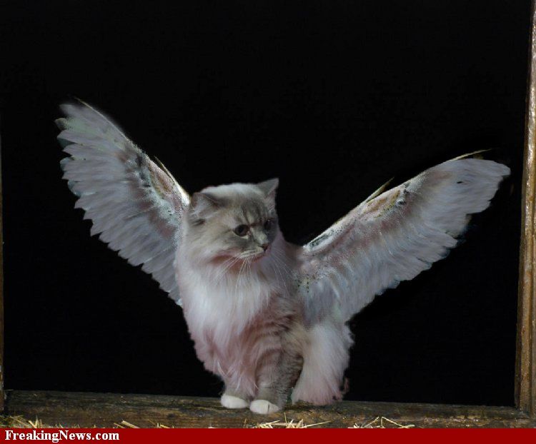 Nesmíme si představovat, že by snad tzv. okřídlené kočky uměly skutečně létat. Foto: pinterest.com