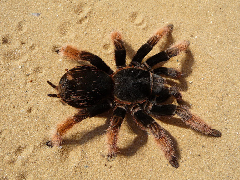 Obří pavouk se prý podobá tarantuli, jen je světlejší, foto Wikimedia Commons