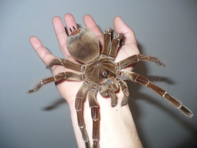 FOTO4: Největší známý pavouk světa sklípkanovec největší měří v průměru až 28 centimetrů, foto critter.science