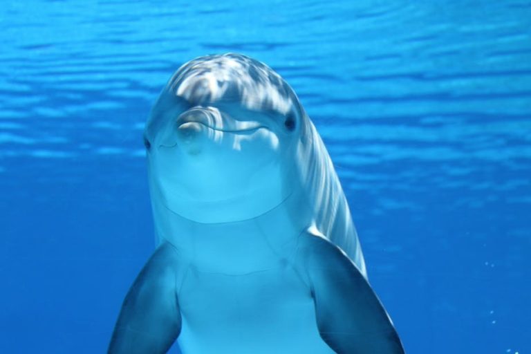 Delfíny pro vojenské účely využívá několik zemí, foto theconversation.com