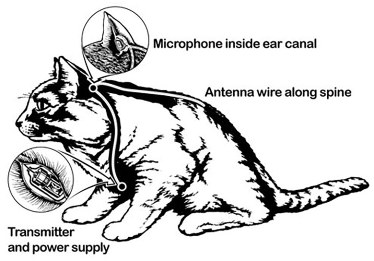 Mikrofon v uchu a anténa pod kůží, to byla ameická akustická kočka, foto historycollection.com