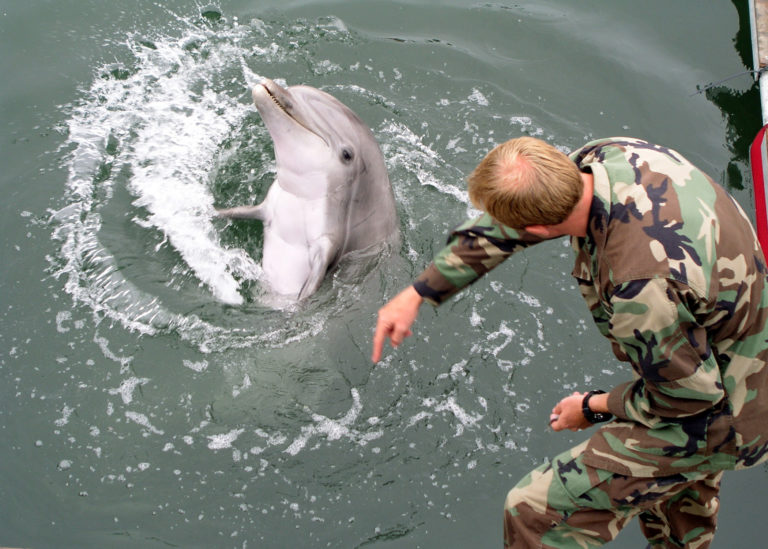 Trénink amerického delfína, foto Wikimedia Commons