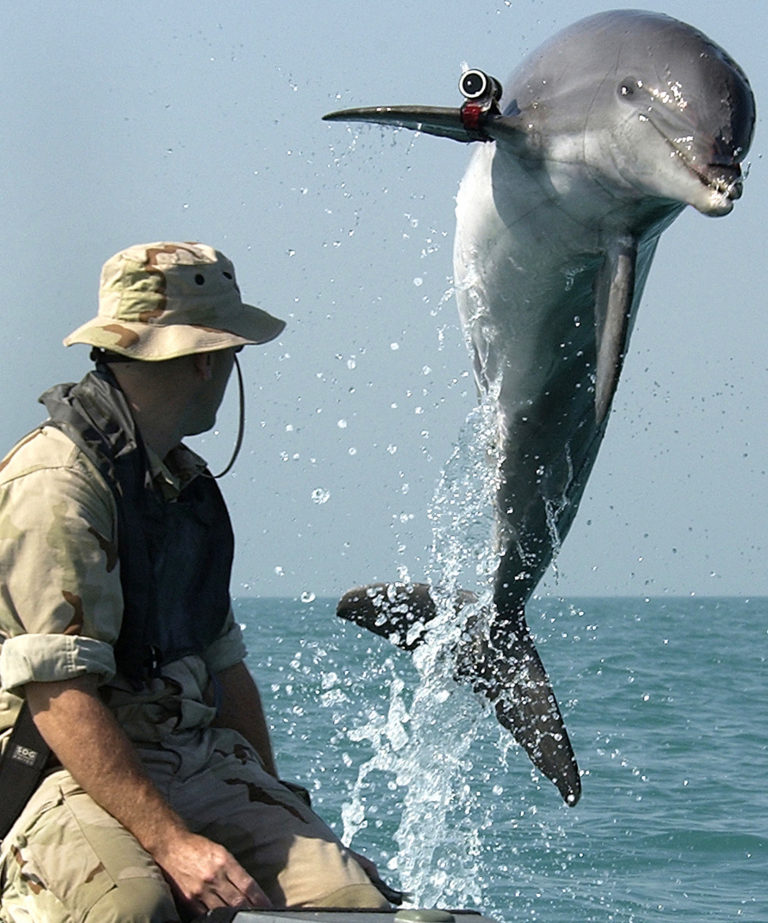 Delfín s připevněnou kamerou, foto Wikimedia Commons