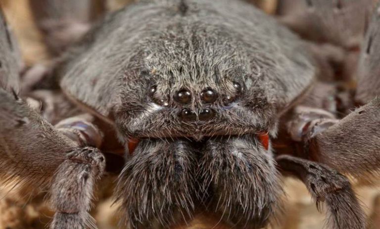 Pavouci jsou pro mnoho lidí noční můrou. A co teprve obří pavouci? ZDROJ: mysteriousuniverse.com