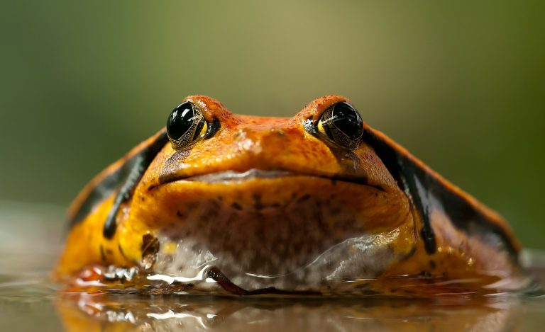 Žába podle svého pozorovatele měřila okolo jednoho metru. ZDROJ: mysteriousuniverse.com