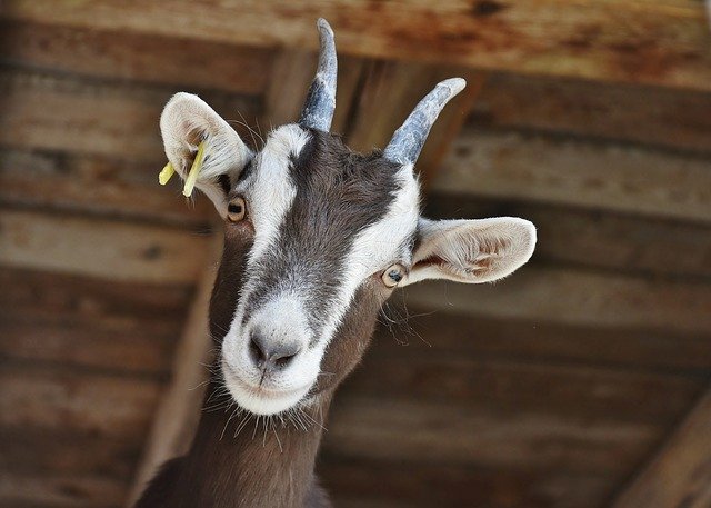 Právě kozy a jejich krev mají být nejoblíbenější pochoutkou Chupacabry. ZDROJ: mysteriousuniverse.com