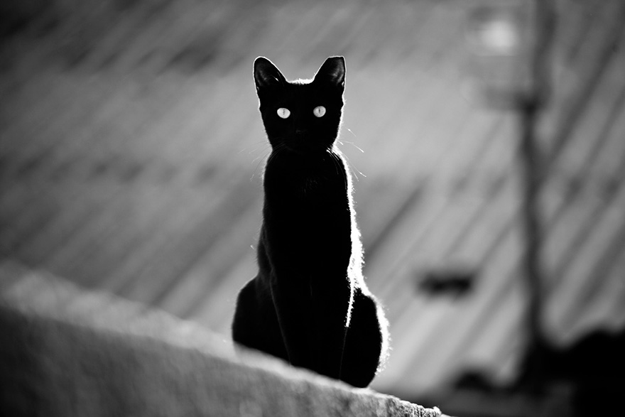 Dohlédnou kočky až za hranice našeho světa? Foto: boredpanda.com