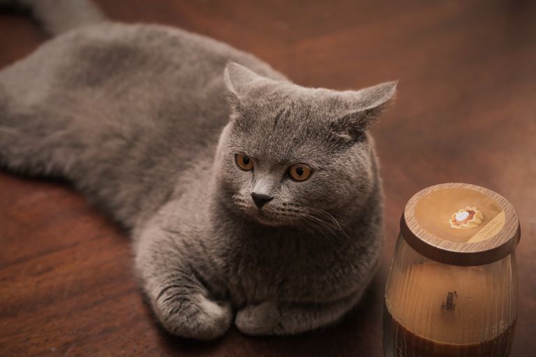 Kočky nás svou tajemností překvapují už dlouhá staletí. Foto: learnreligions.com