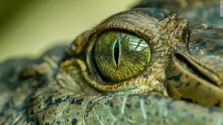 Krokodýli jsou úžasná avšak nebezpečná zvířata. ZDROJ: mysteriousuniverse.com