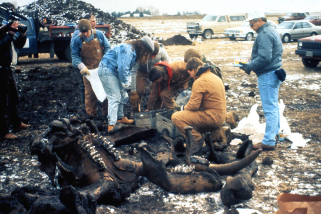 Archeologové zkoumají nalezenené kosterní pozůstatky mastodonta, foto Wikimedia Commons