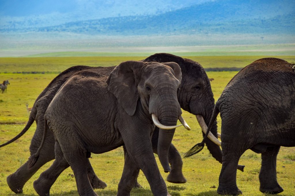 Sloni v Botswaně začali záhadně umírat.