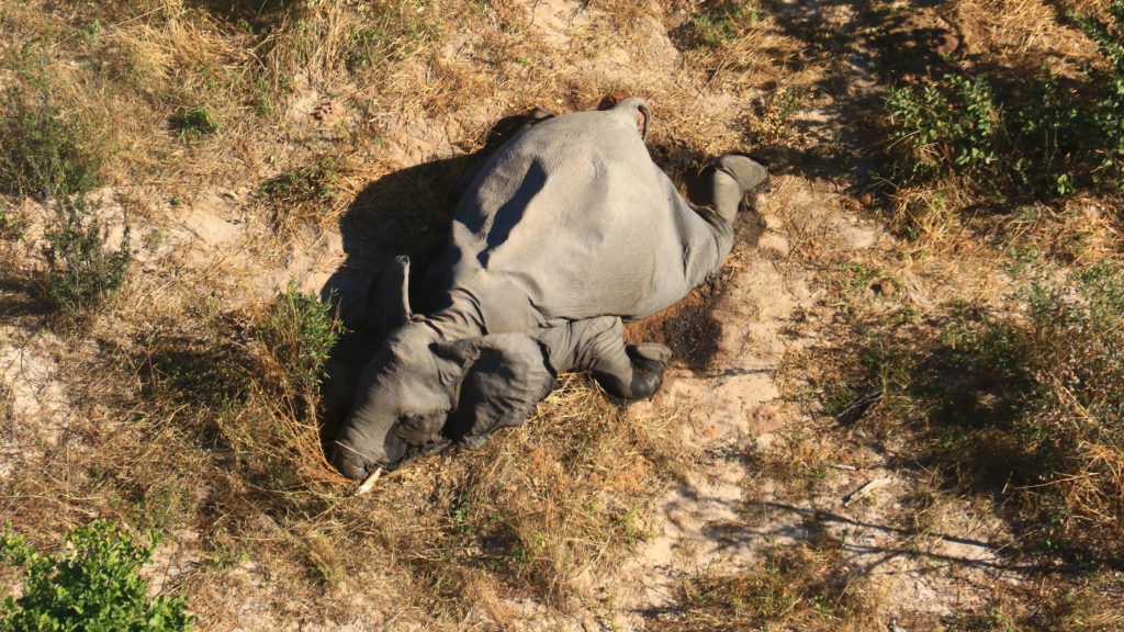 Zdá se, že smrt slony postihla náhle, foto Elephants Without Borders 