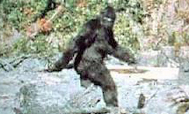 Asi nejznámějším svědectvím o Bigfootovi je tato fotografie. ZDROJ: mysteriousuniverse.com