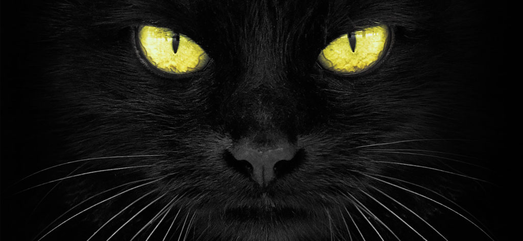 Dohlédnou kočičí oči až za hranice našeho světa? Foto: originalbotanica.com