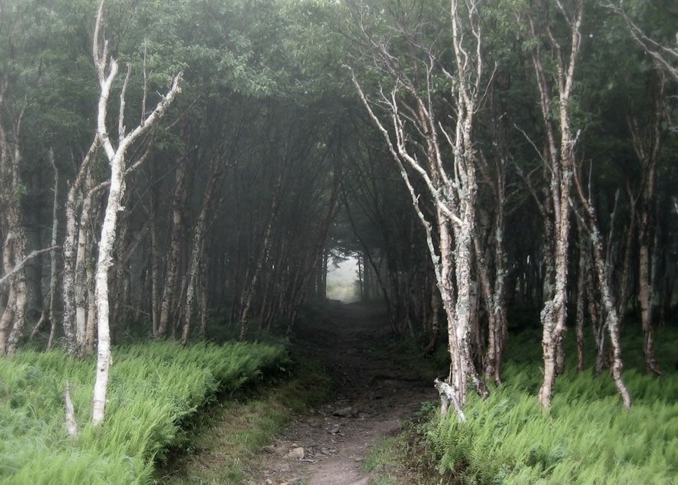 Claphamské lesy mají sveřepou a tajemnou atmosféru. ZDROJ: mysteriousuniverse.com