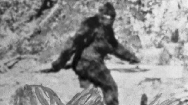 Údajná a nejznámější fotografie legendárního Bigfoota. ZDROJ: mysteriousuniverse.com