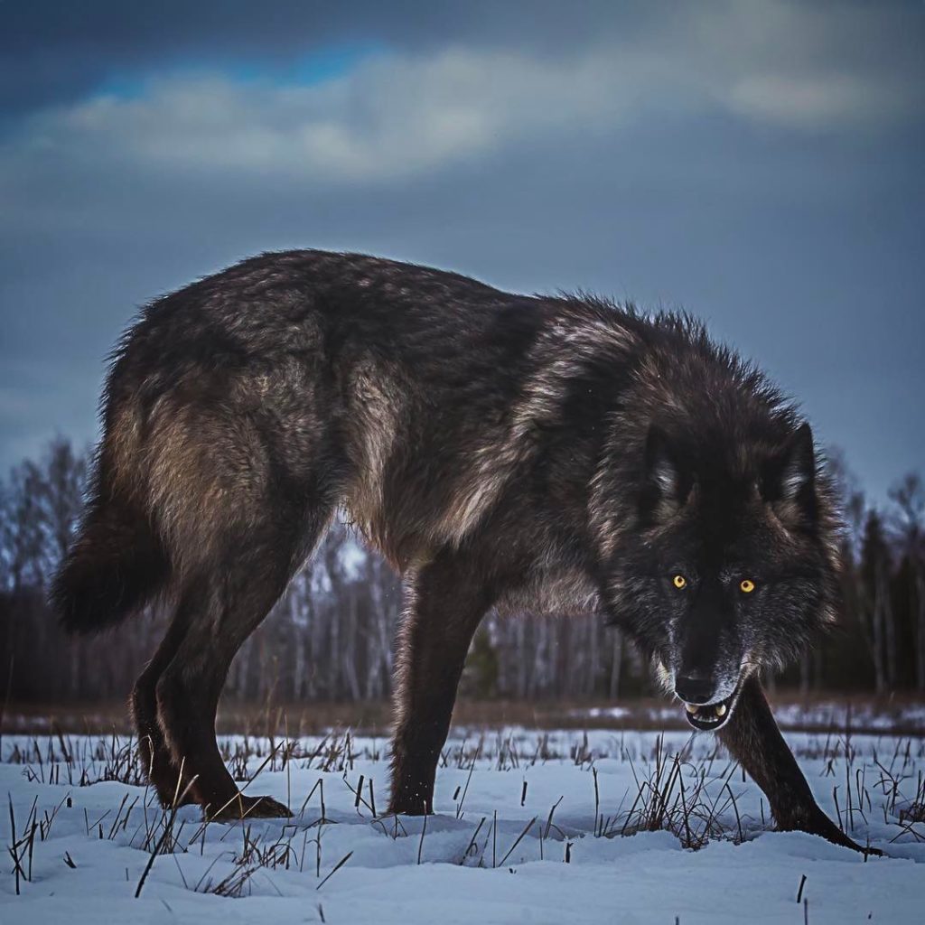 Podobně podle mnohých svědků Hexhamský vlk vypadal. ZDROJ: mysteriousuniverse.com