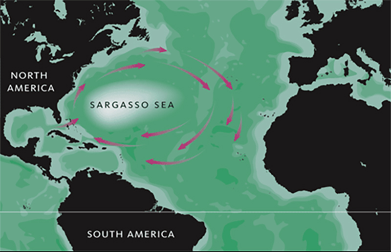 Sargasové moře obklopují oceánské proudy, foto Wikimedia Commons