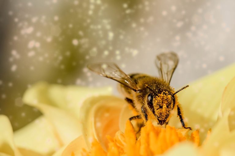 Vymírání včel znepokojuje vědce.