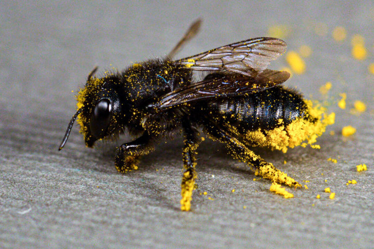 Včely jsou jedním z nejdůležitějších opylovačů na světě, foto Eduardo E. Zattara