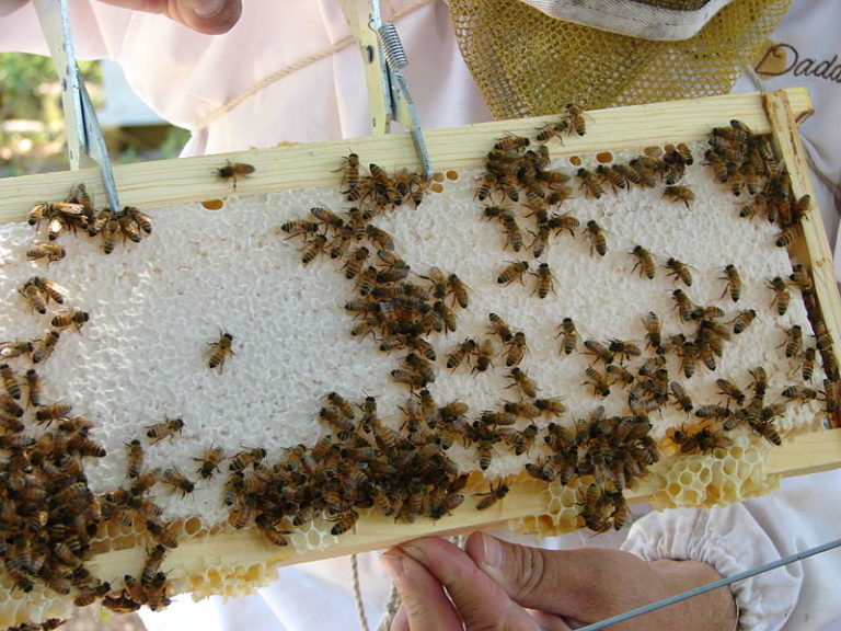 Včelích kolonií ve světě ubývá, foto Wikimedia Commons