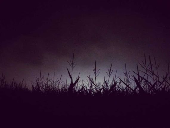 Kukuřičná pole jsou v noci strašidelným místem. ZDROJ: mysteriousuniverse.com