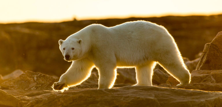 Právě ledního medvěda prý zvíře připomínalo nejvíce. ZDROJ: mysteriousuniverse.com