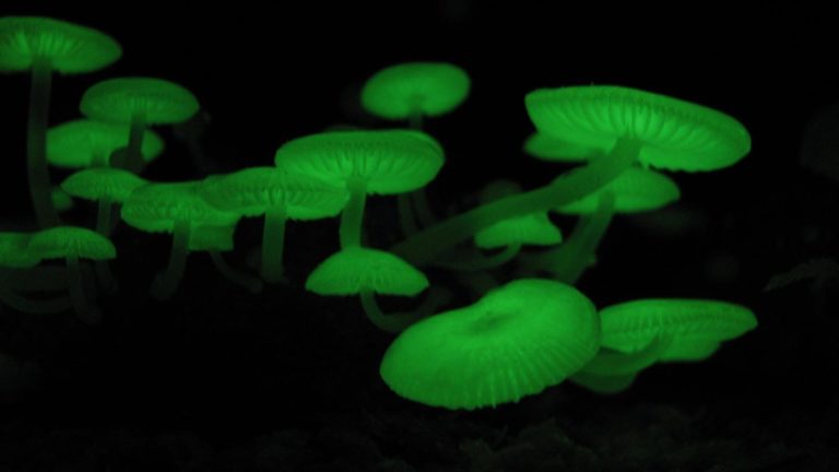 Bioluminiscence je vlastní některým houbám a řadě živočichů, foto Wikimedia Commons