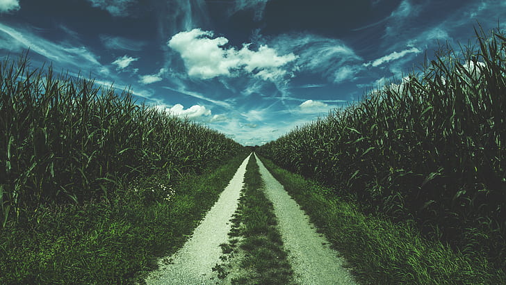 Také vám kukuřičná pole připadají strašidelná? ZDROJ: mysteriousuniverse.com