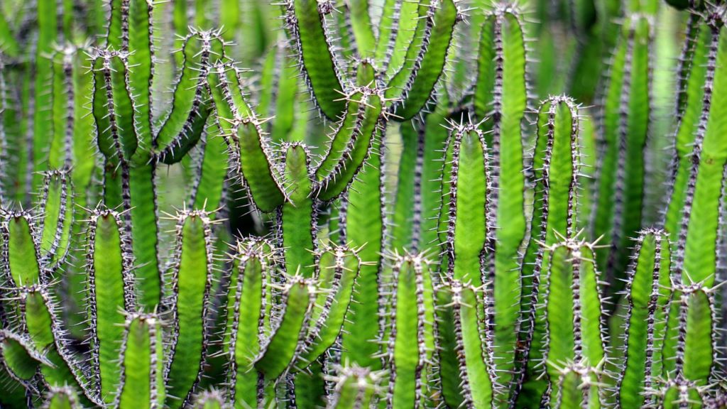Kaktus San Pedro. Foto: avalonmagicplants.com
