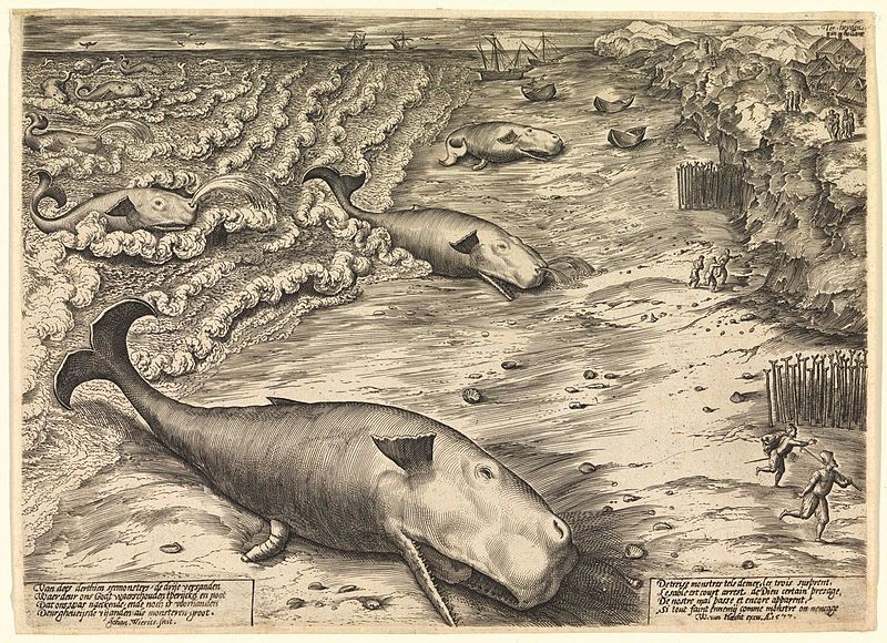 K tzv. velrybím sebevraždám dochází už po staletí. Foto: Wikimedia Commons