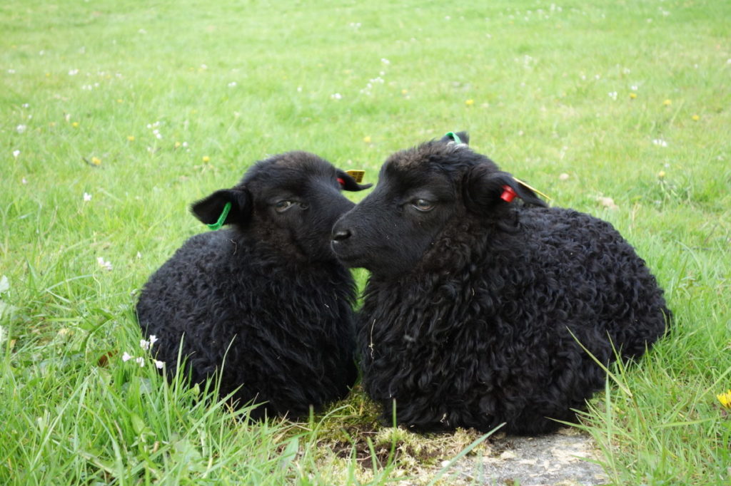 Proč černých ovcí ubývá zůstává záhadou. Foto: drjonicewebb.com