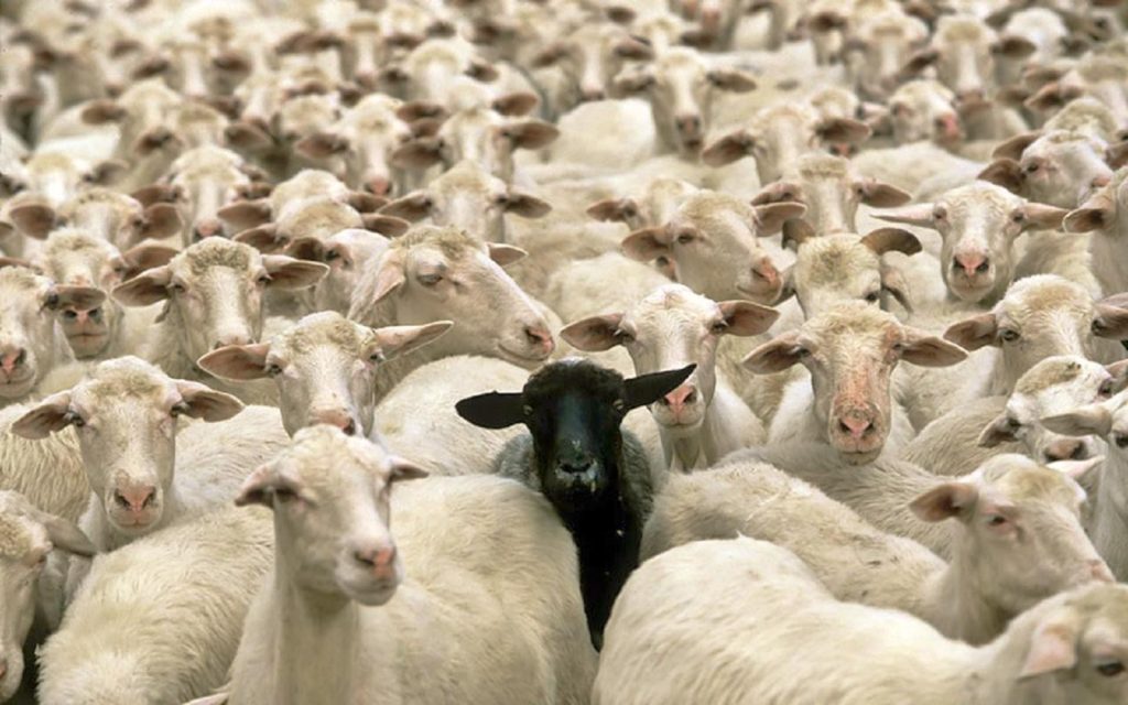 Jsou černé ovce ve větším ohrožení než bílé? Foto: chrisherd.medium.com