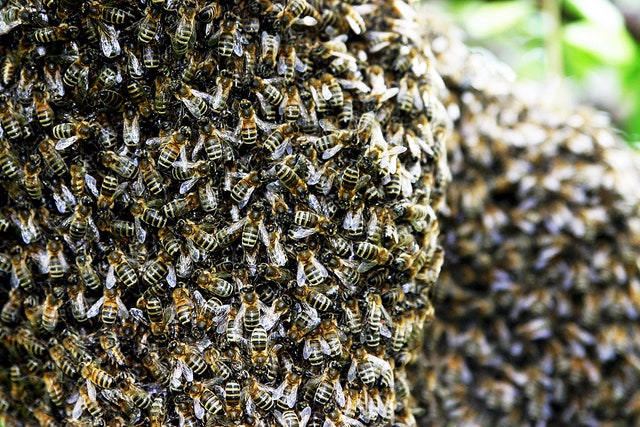 Kolektivní vědomí hmyzu je pro nás stále velkou záhadou. Foto: wired.com