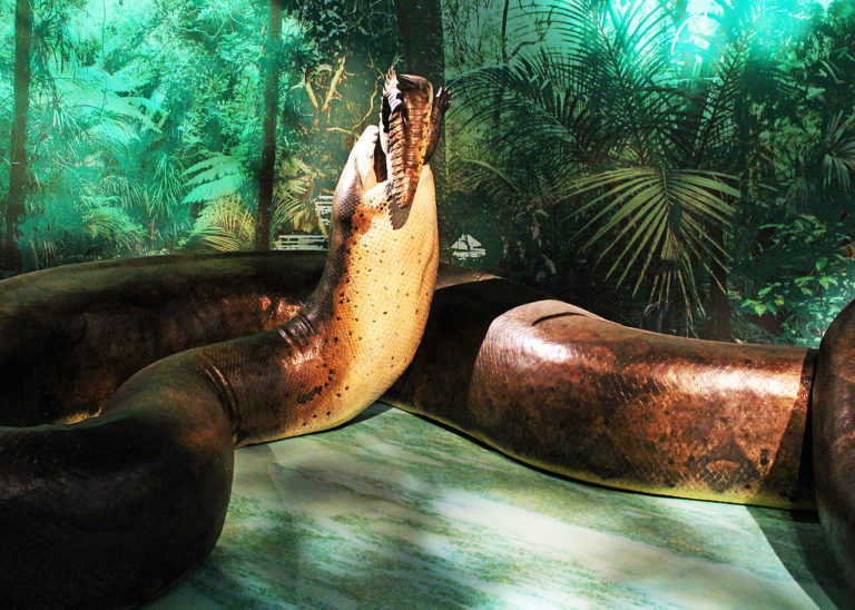 Titanoboa. Obří vyhynulý had. Nebo ještě někde žije? FOTO: Ryan Quick / Wikimedia Commons - CC BY 2.0