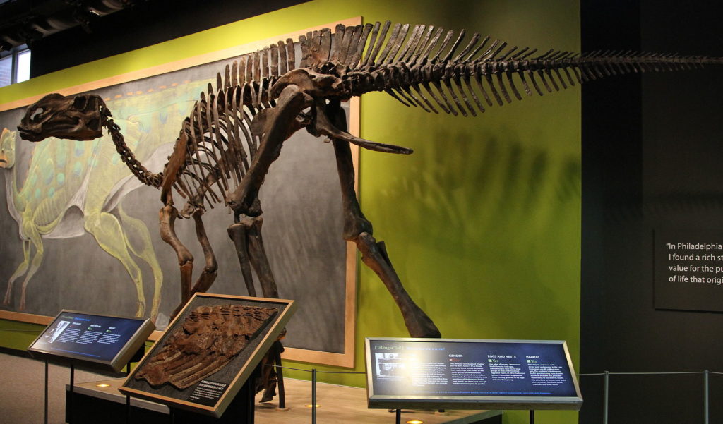 Hadrosauři (alespoň někteří) na čas velké vymírání zřejmě přežili. Svědčí o tom kosterní nálezy. FOTO: Jim, the Photographer from Springfield PA / Wikimedia Commons - CC BY 2.0