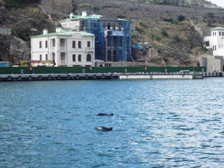 Delfíni ve vodách zálivu v krymské Balaklavě