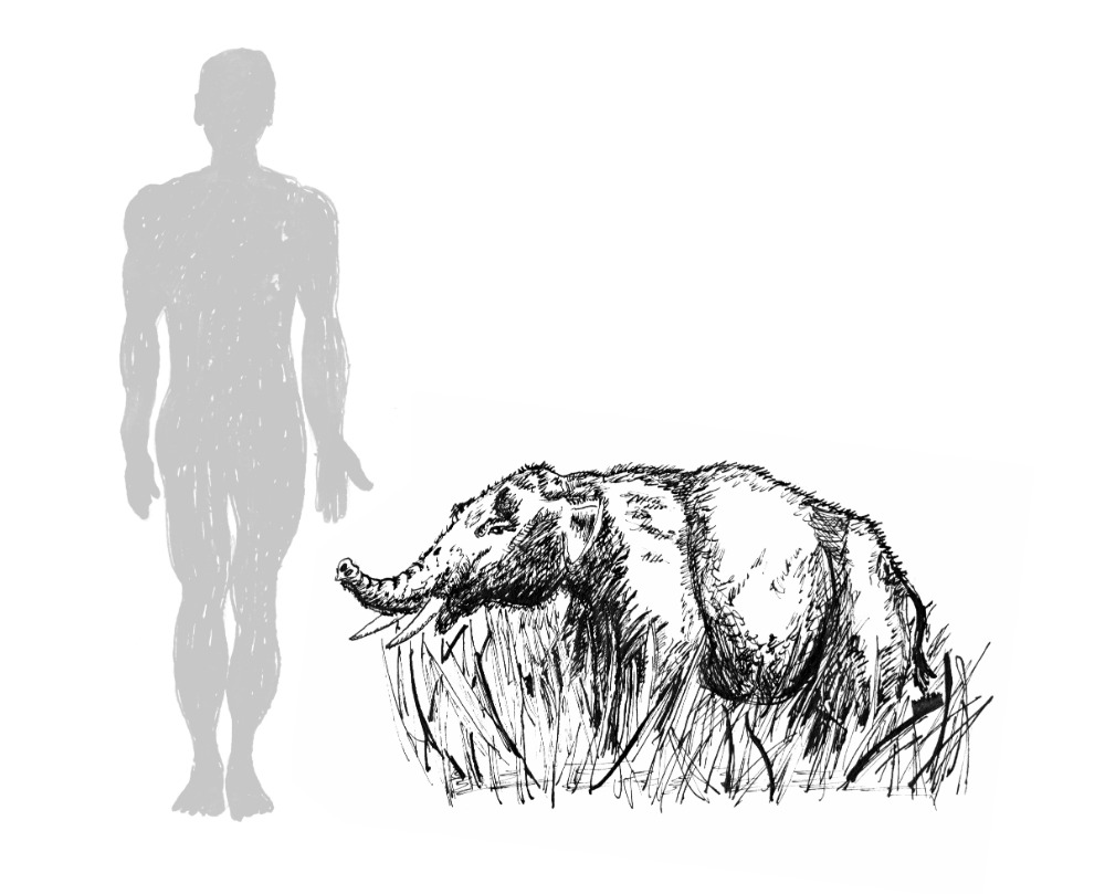 Srovnání velikosti člověka a trpasličího slona.