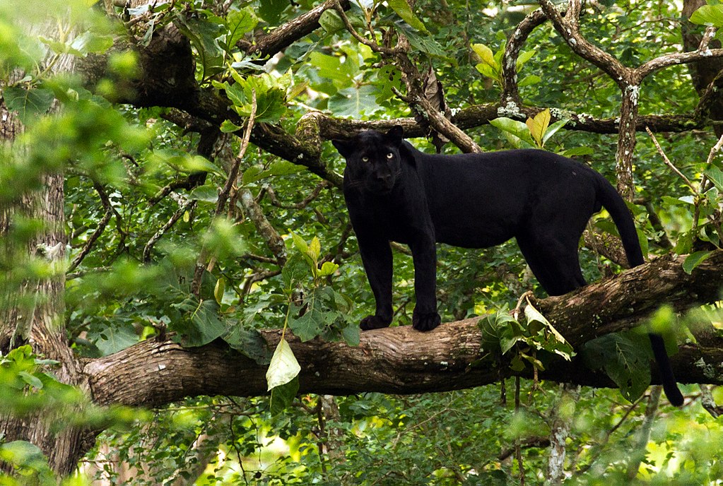 Černý panter. Foto: Creative commons/Davidvraju/CC BY-SA 4.0