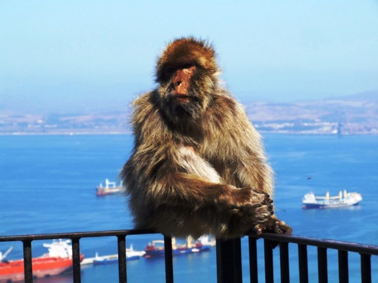 Makakové jsou ikony současného Gibraltaru. Neandrtálci zmizeli v prachu věků, oni zde zůstávají.