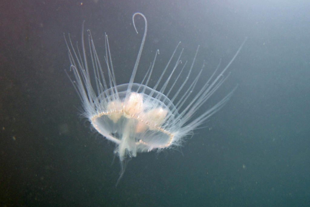 Sladkovodní medúzka je přímá příbuzná známějších mořských medúz.  