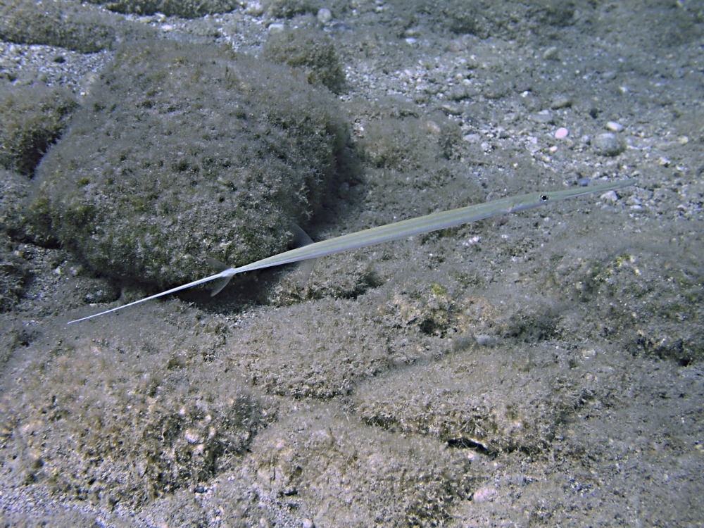 Jedovatý perutýn u pobřeží Kréty.
