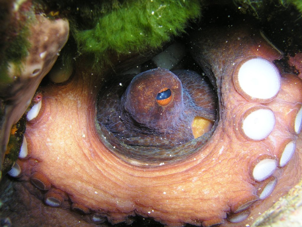 Magický pohled chobotnice. 