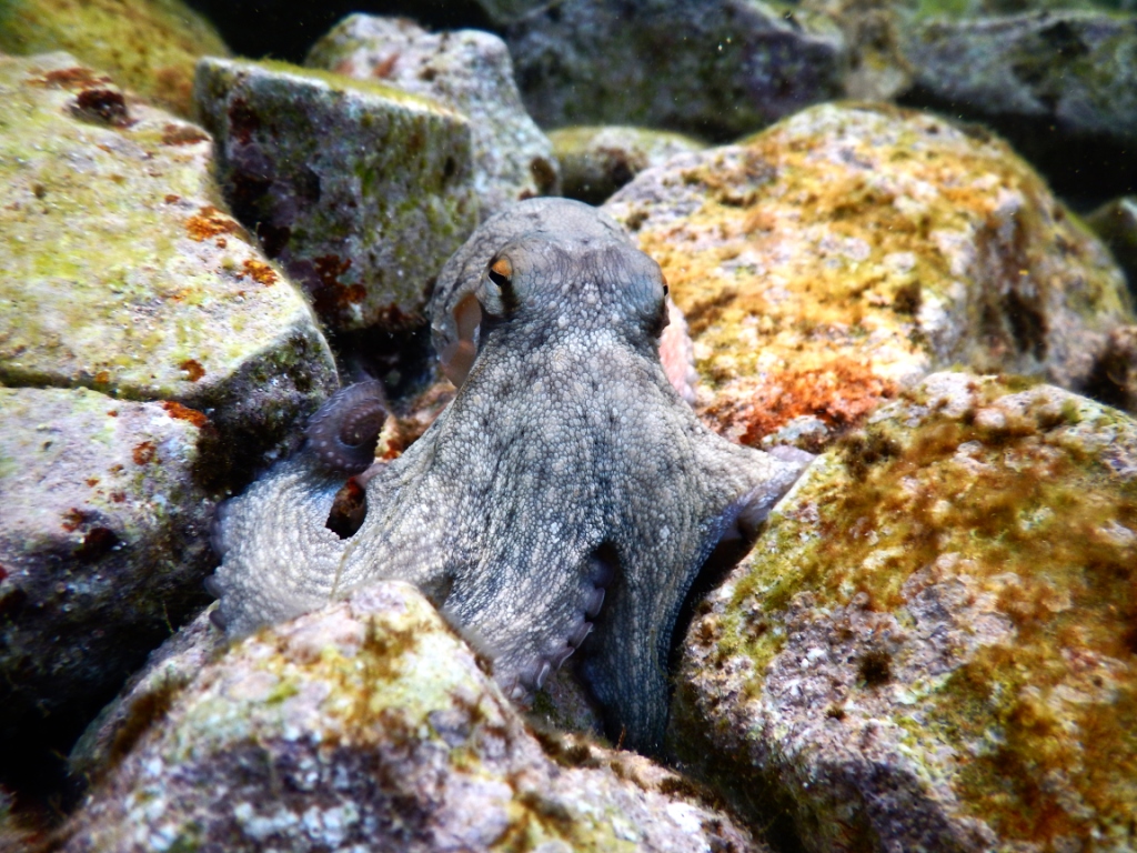Chobotnice mezi kameny přílivové zóny (Jaderské moře). 