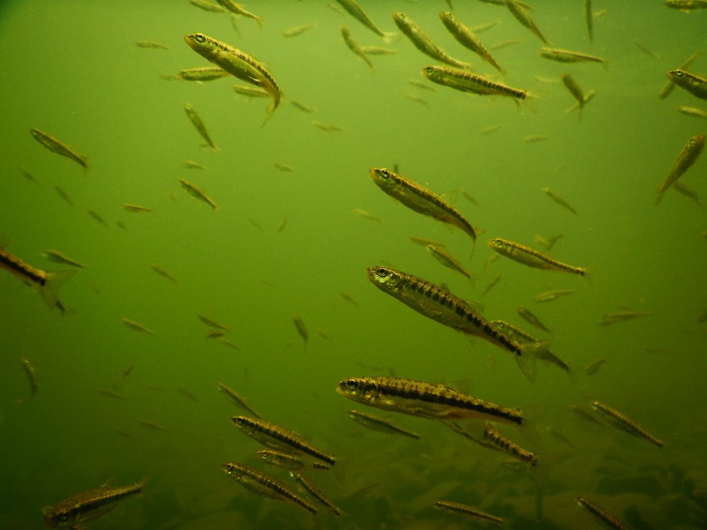 Pod hladino jezera Siněvir: hejno hrouzků, drobných odolných ryb.
