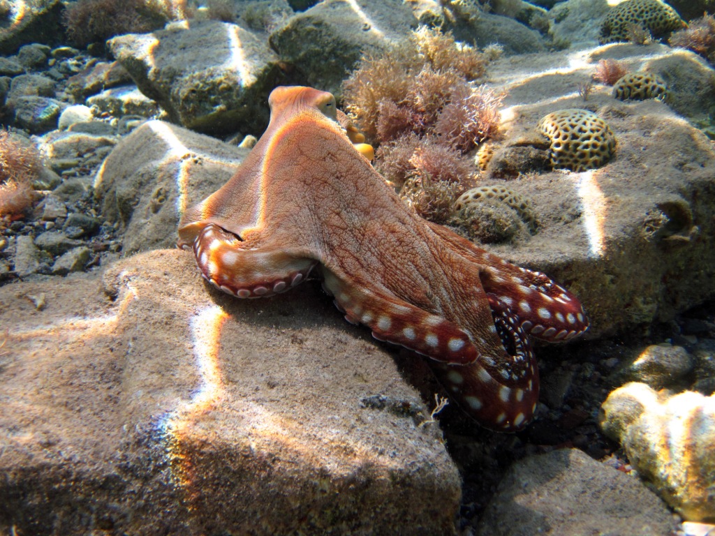 Chobotnice v Rudém moři. 