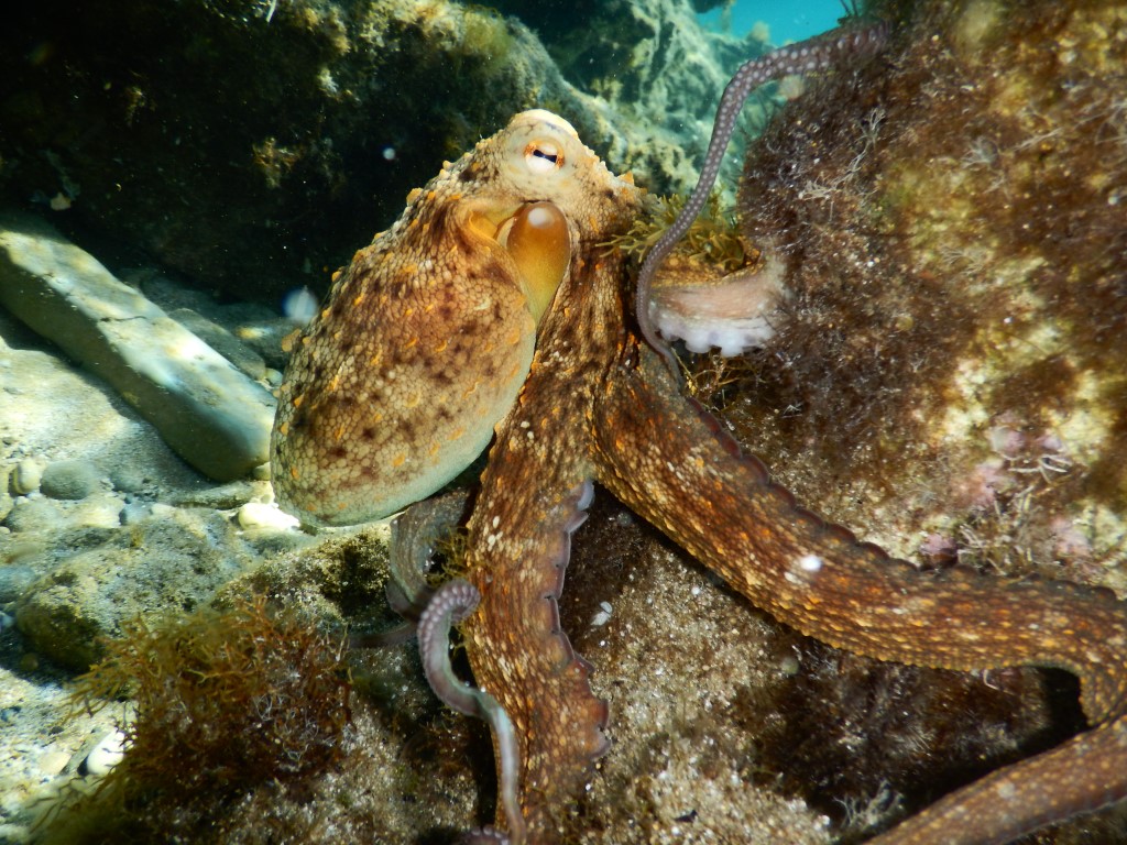 Chobotnice, blízká příbuzná sépie. I ona spoléhá na maskovací chromatofory. 
 

