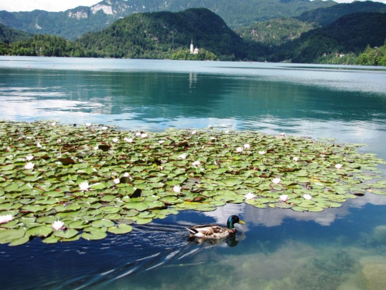 Voda v jezeře Bled je velmi čistá. Daří se zde i leknínům.